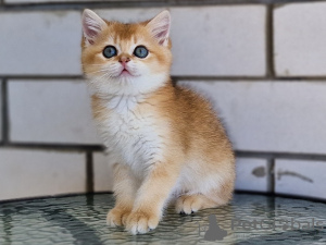 Photo №3. Chatons écossais. Fédération de Russie