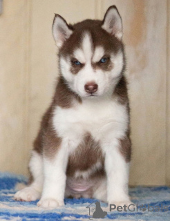 Photo №3. Chiots husky aux yeux bleus rouges. Fédération de Russie