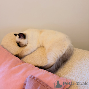 Photo №3. Chatons Ragdoll de race pure à vendre Compagnons de qualité supérieure et. Allemagne