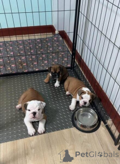 Photo №1. bulldog anglais - à vendre en ville de Eskilstuna | négocié | Annonce №169797