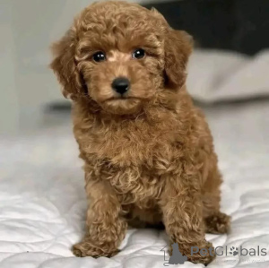 Photo №1. caniche (jouet) - à vendre en ville de Varsovie | négocié | Annonce №163753