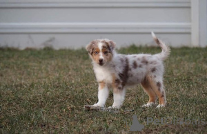 Photo №3. Wunderschöne Australian Shepherd Welpen like ein liebevolles Zuhause. L'Autriche
