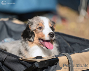 Photo №2 de l'annonce № 121526 de la vente  - acheter à Pologne de la fourrière