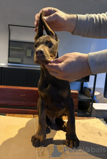 Photos supplémentaires: Chiots Dobermann à vendre