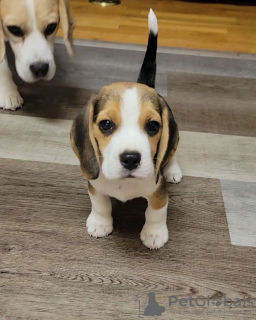 Photo №4. Je vais vendre beagle en ville de Aachen. annonce privée - prix - 360€