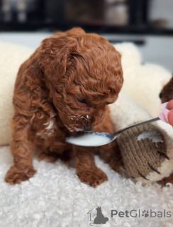 Photo №2 de l'annonce № 163753 de la vente caniche (jouet) - acheter à Pologne éleveur