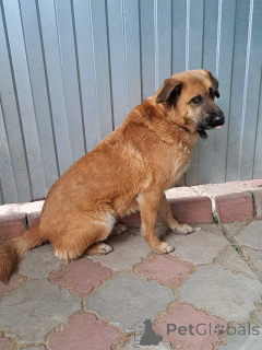 Photo №4. Je vais vendre chien bâtard en ville de Moskova. annonce privée - prix - Gratuit