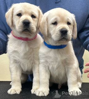 Photo №3. Wunderschöne Labrador Retriever souhaite l'adoption. Allemagne