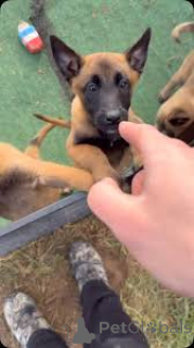 Photo №4. Je vais vendre berger belge en ville de Paris. annonce privée, éleveur - prix - 1000€