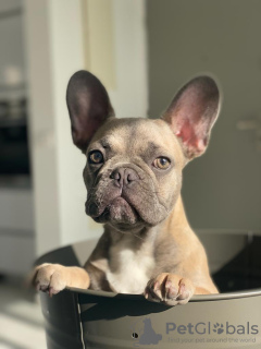 Photo №2 de l'annonce № 36208 de la vente bouledogue - acheter à Israël annonce privée, éleveur