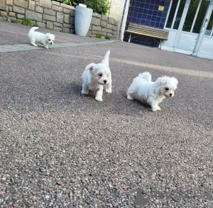 Photo №1. bichon maltais - à vendre en ville de Lowestoft | négocié | Annonce №138544