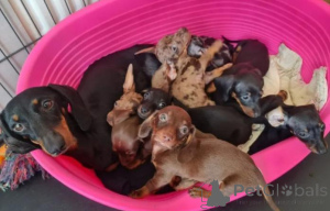 Photo №2 de l'annonce № 160022 de la vente teckel - acheter à La Lettonie annonce privée