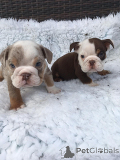 Photo №1. bulldog anglais - à vendre en ville de Tennessee City | 425€ | Annonce №139211