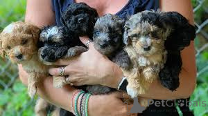 Photo №1. kavapoun - à vendre en ville de Paris | 700€ | Annonce №166764