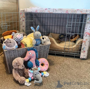 Photo №2 de l'annonce № 161686 de la vente  - acheter à Belgique 