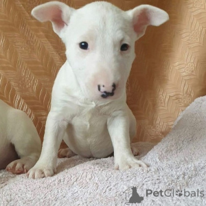 Photo №4. Je vais vendre bull terrier en ville de Vilnius. annonce privée, éleveur - prix - 950€
