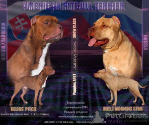 Photo №1. american pit bull terrier - à vendre en ville de Москва | 460€ | Annonce №9514