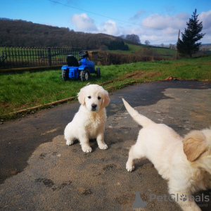 Photo №4. Je vais vendre golden retriever en ville de Berlin. éleveur - prix - 450€