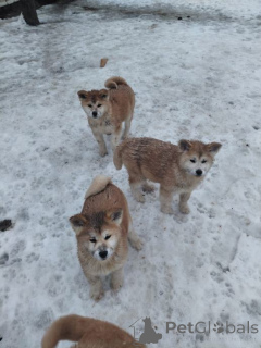 Photo №2 de l'annonce № 167677 de la vente akita américain - acheter à Allemagne annonce privée, éleveur