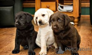 Photo №1. labrador retriever - à vendre en ville de OSLO | négocié | Annonce №175027