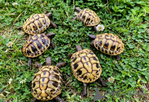 Photo №2 de l'annonce № 143771 de la vente  - acheter à L'Autriche éleveur