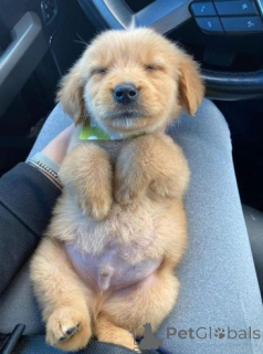 Photo №2 de l'annonce № 175100 de la vente labrador retriever - acheter à Allemagne annonce privée