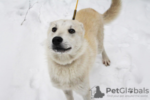 Photo №4. Je vais vendre chien bâtard en ville de Minsk. annonce privée - prix - Gratuit