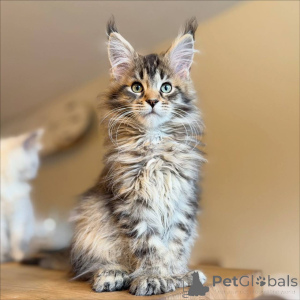 Photo №3. Vous ne croirez pas à quel point les pattes de ce chaton sont grandes. Allemagne