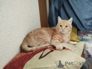 Photo №4. Je vais vendre  en ville de Minsk.  - prix - Gratuit