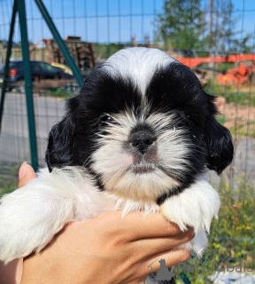 Photo №1. shih tzu - à vendre en ville de Limbourg | Gratuit | Annonce №173765