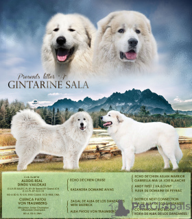 Photo №2 de l'annonce № 30258 de la vente chien de montagne des pyrénées - acheter à Lituanie de la fourrière