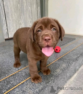 Photo №2 de l'annonce № 162689 de la vente  - acheter à USA 