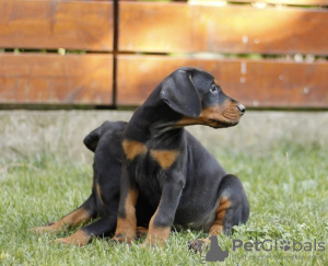 Photos supplémentaires: Chiots Dobermann