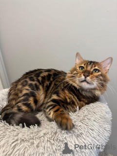 Photo №2 de l'annonce № 153281 de la vente bengal - acheter à Suède annonce privée