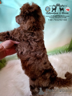 Photo №2 de l'annonce № 41970 de la vente caniche royale - acheter à Pologne éleveur