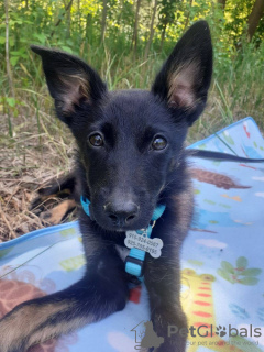 Photos supplémentaires: Lagertha miniature est à la recherche d'un foyer ! Chiot de 5 mois entre de