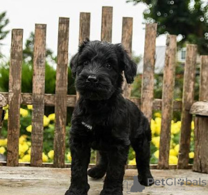 Photo №3. ***Chiots Schnauzer Géant***. France