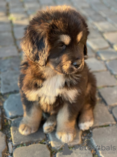 Photo №3. Chiots Mastiff tibétain de race pure avec documents FCI FCI. Ukraine