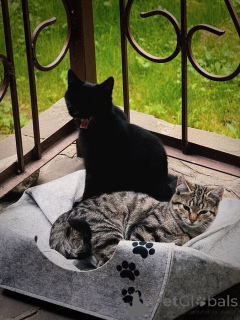 Photo №4. Je vais vendre  en ville de Rivière moscou. annonce privée - prix - Gratuit