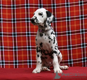 Photo №1. dalmatien - à vendre en ville de Tübingen | 350€ | Annonce №74569