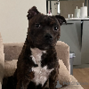 Photo №3. Staffie le plus mignon. Espagne