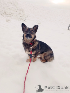 Photo №4. Je vais vendre chien bâtard en ville de Saint-Pétersbourg. annonce privée - prix - Gratuit