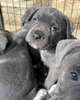 Photo №2 de l'annonce № 178141 de la vente staffordshire bull terrier - acheter à France éleveur