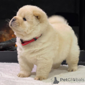 Photo №1. chow-chow - à vendre en ville de Lisbonne | négocié | Annonce №175383