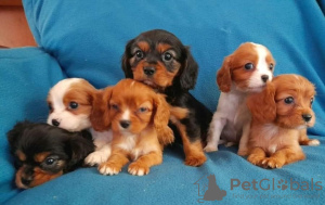 Photo №2 de l'annonce № 75565 de la vente cavalier king charles spaniel - acheter à La Grande-Bretagne annonce privée
