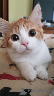 Photo №1. turc de van - à vendre en ville de Aizlingen | 400€ | Annonce № 157792