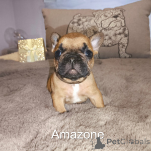 Photo №3. Bébé chiot bouledogue français à donner. Belgique