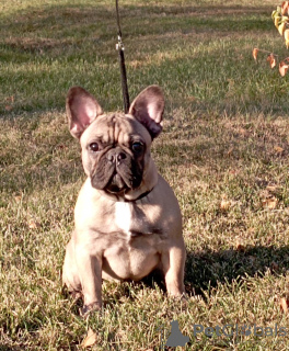 Photo №1. bouledogue - à vendre en ville de Varsovie | 500€ | Annonce №30177