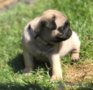 Photo №3. De jolis chiots carlin disponibles en adoption gratuite. Allemagne