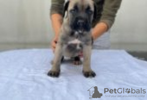 Photo №2 de l'annonce № 126913 de la vente cane corso - acheter à Allemagne annonce privée